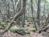 rruggeri-Quercus ilex 201011121 063